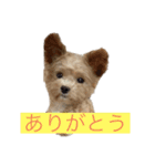 ソアラといっしょ（個別スタンプ：9）
