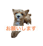 ソアラといっしょ（個別スタンプ：11）