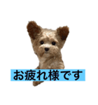 ソアラといっしょ（個別スタンプ：12）