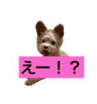 ソアラといっしょ（個別スタンプ：13）
