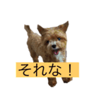 ソアラといっしょ（個別スタンプ：14）