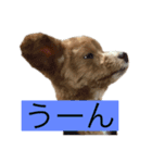 ソアラといっしょ（個別スタンプ：15）