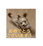 ソアラといっしょ（個別スタンプ：16）