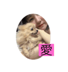 よんたんでござる（個別スタンプ：23）