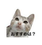 こたろうさんがかわいいスタンプ（個別スタンプ：10）