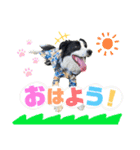 ボーダーコリー『ノア』（個別スタンプ：1）
