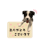 ボーダーコリー『ノア』（個別スタンプ：5）