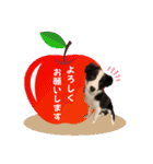 ボーダーコリー『ノア』（個別スタンプ：6）