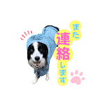 ボーダーコリー『ノア』（個別スタンプ：7）