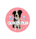 ボーダーコリー『ノア』（個別スタンプ：8）