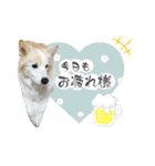 ボーダーコリー『ノア』（個別スタンプ：9）