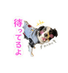 ボーダーコリー『ノア』（個別スタンプ：10）