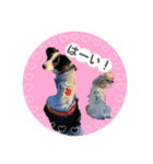 ボーダーコリー『ノア』（個別スタンプ：12）