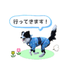 ボーダーコリー『ノア』（個別スタンプ：13）
