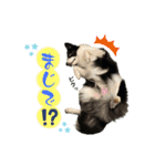 ボーダーコリー『ノア』（個別スタンプ：15）