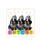 ボーダーコリー『ノア』（個別スタンプ：16）