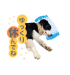 ボーダーコリー『ノア』（個別スタンプ：17）