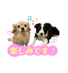 ボーダーコリー『ノア』（個別スタンプ：18）