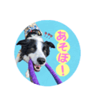 ボーダーコリー『ノア』（個別スタンプ：21）
