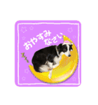 ボーダーコリー『ノア』（個別スタンプ：24）