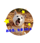 さくらと一緒 7（個別スタンプ：8）