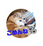 さくらと一緒 7（個別スタンプ：12）