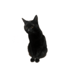 仲の悪い猫たち（個別スタンプ：2）