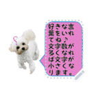 犬が話しかけるメッセージスタンプ 修正版（個別スタンプ：3）