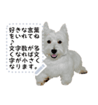 犬が話しかけるメッセージスタンプ 修正版（個別スタンプ：8）