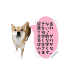 犬が話しかけるメッセージスタンプ 修正版（個別スタンプ：21）