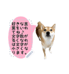 犬が話しかけるメッセージスタンプ 修正版（個別スタンプ：22）