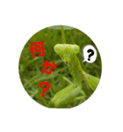 かまきり愛好家が出したスタンプ（個別スタンプ：1）