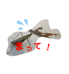 かまきり愛好家が出したスタンプ（個別スタンプ：4）