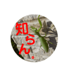 かまきり愛好家が出したスタンプ（個別スタンプ：12）