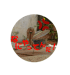かまきり愛好家が出したスタンプ（個別スタンプ：16）