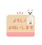 コロンちゃんの可愛いスタンプです。（個別スタンプ：8）