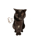 仲の悪い猫たち2（個別スタンプ：3）