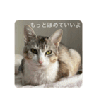 こたろうさんがかわいいスタンプ2（個別スタンプ：13）
