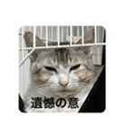 こたろうさんがかわいいスタンプ2（個別スタンプ：15）