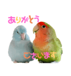 小桜ラッキー＆マメルリハそらパート6（個別スタンプ：6）