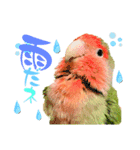 小桜ラッキー＆マメルリハそらパート6（個別スタンプ：13）