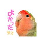 小桜ラッキー＆マメルリハそらパート6（個別スタンプ：21）