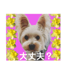 ロキゆめスタンプ（個別スタンプ：11）