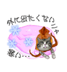 スルメ猫2【冬日常会話】（個別スタンプ：5）