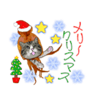 スルメ猫2【冬日常会話】（個別スタンプ：33）