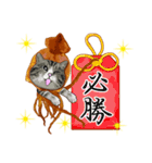 スルメ猫2【冬日常会話】（個別スタンプ：38）