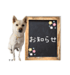 ALL AS ONE わんドッグハウス 2（個別スタンプ：15）