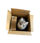 はこねこ(ロイさん)（個別スタンプ：1）