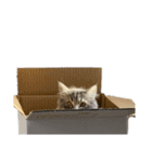 はこねこ(ロイさん)（個別スタンプ：2）