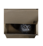 はこねこ(ロイさん)（個別スタンプ：3）